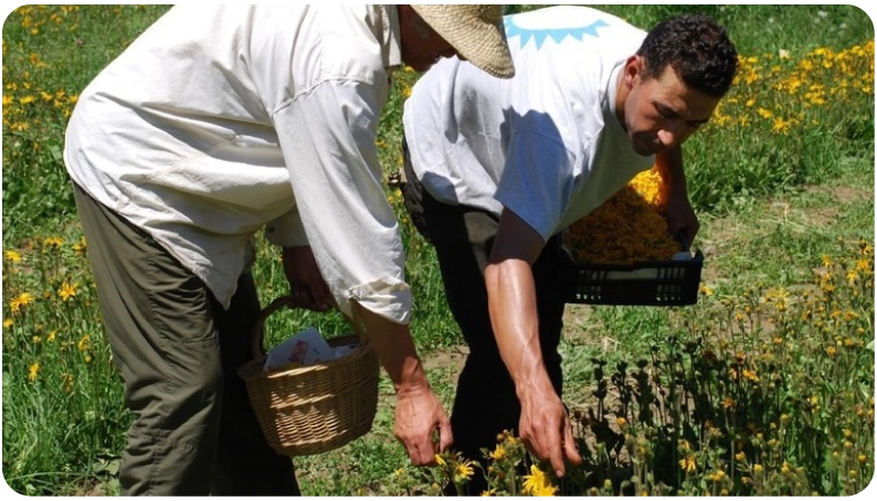 Visita a los cultivos 1 de agosto - 18:00 h